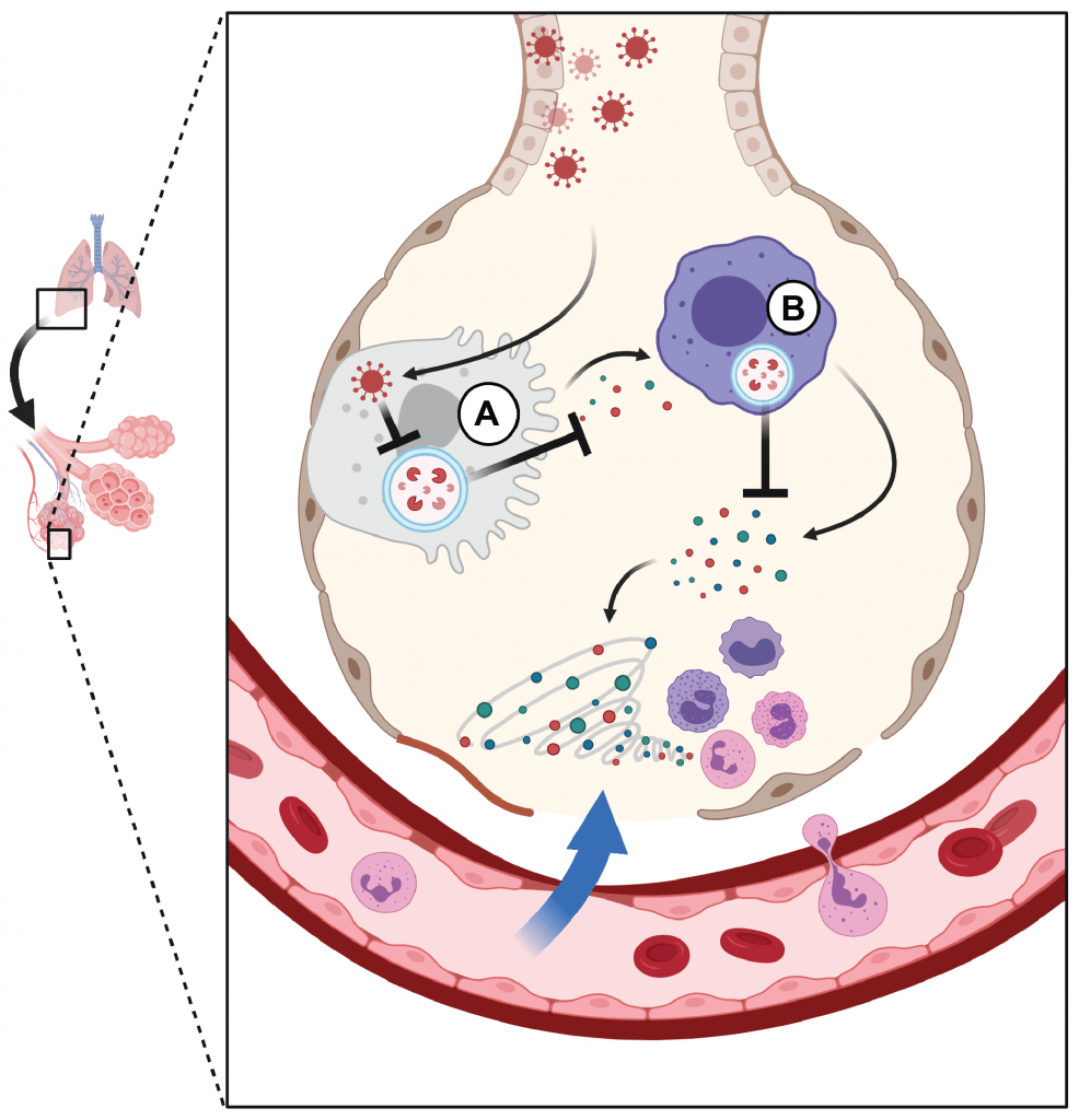 Schematic overview of alveolus indicating areas of focus for studies on SARS-CoV-2 infection. A, epithelial cells; B, alveolar macrophages (created with BioRender.com).